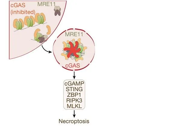 Cancer du sein, une protéine peut le prévenir : elle tue les cellules malades avant qu'elles ne deviennent cancéreuses 3 L'interaction Entre Mre11 Et Cgas
