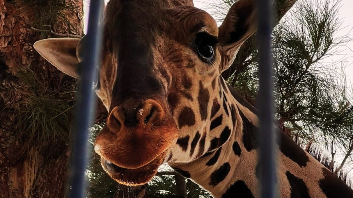Benito, la girafe solitaire du Mexique, attire des milliers de personnes venues pour le secourir 2 Image