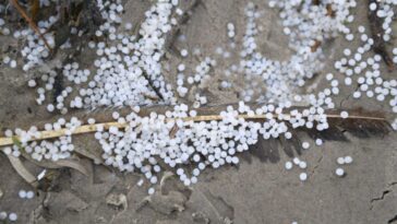 Marée de billes en plastique déferle sur les côtes de l'Espagne: les images impressionnantes 2 Minuscole palline di plastica su una spiaggia