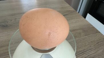 Œuf géant pondu par une poule dans le Salento : comment l'expliquer et quel est le record 27 L