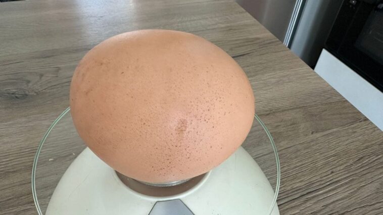 Œuf géant pondu par une poule dans le Salento : comment l'expliquer et quel est le record 1 L