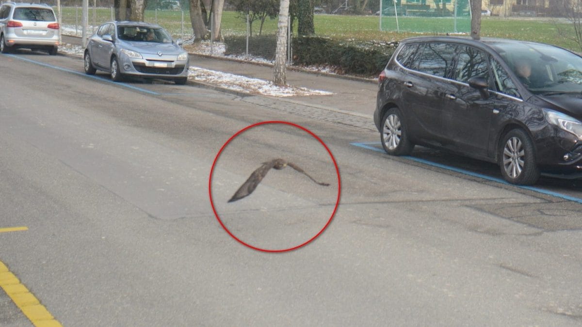 Oiseau de proie flashé par un radar automatique : qui est ce "transgresseur" 2 Crédit : Stadtpolizei Zürich