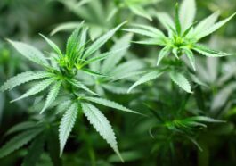 Perché la cannabis scatena la fame chimica