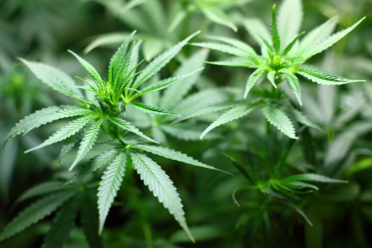 Pourquoi le cannabis déclenche la faim chimique 1 Perché la cannabis scatena la fame chimica