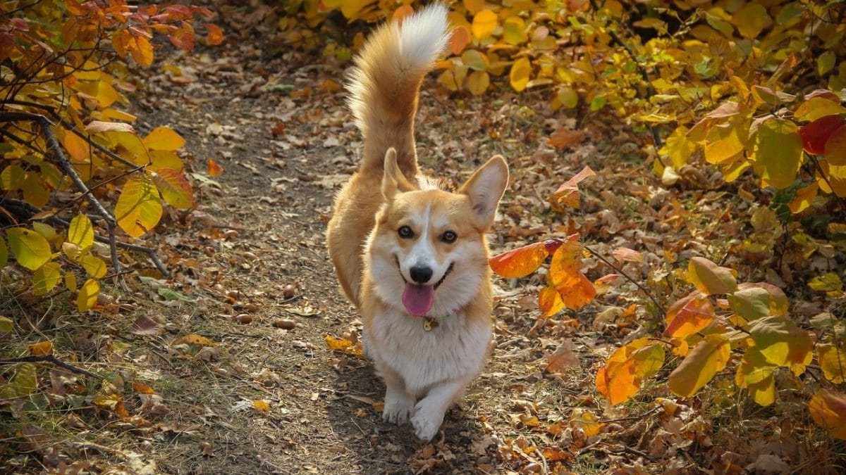 Pourquoi les chiens remuent la queue et comment ce langage rituel fascinant s'est-il développé 2 Image