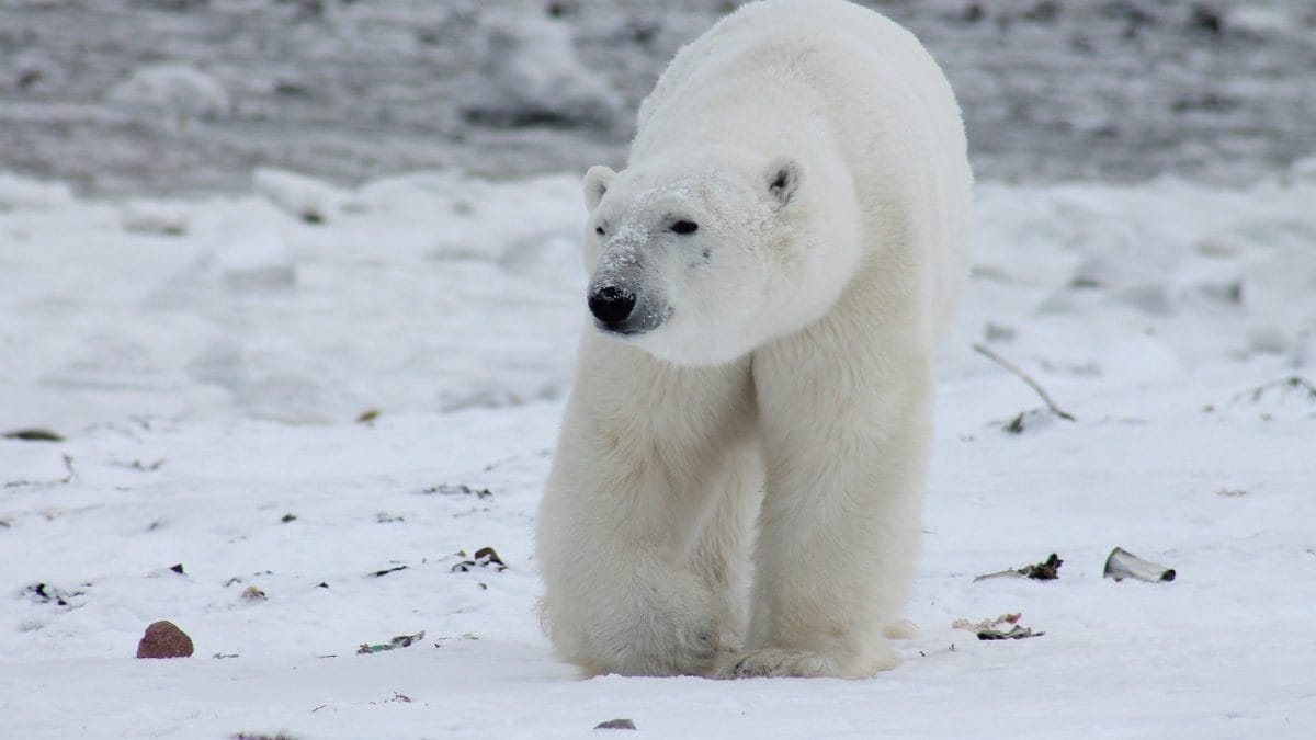 Premier ours polaire mort de la grippe aviaire : l'espèce entière en danger 2 Premier ours polaire mort de la grippe aviaire lespece