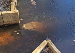 USA, alligatori intrappolati nell’acqua ghiacciata: cos’è la brumazione e come fanno a sopravvivere