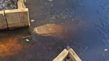 USA, alligators piégés dans l'eau glacée : qu'est-ce que la brumation et comment survivent-ils 24 USA, alligatori intrappolati nell’acqua ghiacciata: cos’è la brumazione e come fanno a sopravvivere