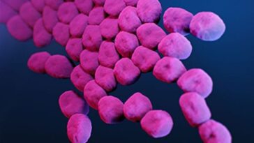 Un nouvel antibiotique découvert capable de tuer les bactéries résistantes aux médicaments 22 Antibiotico appena scoperto è in grado di uccidere i batteri resistenti ai farmaci