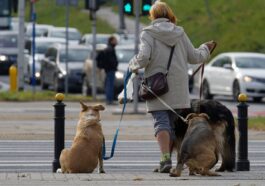 Come funziona il test del DNA delle feci dei cani per multare i padroni che non le raccolgono