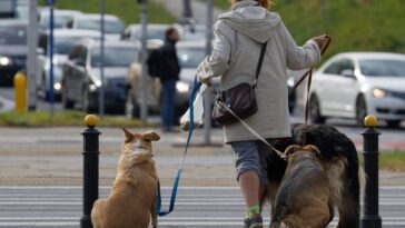 Comment fonctionne le test ADN des excréments de chiens pour sanctionner les propriétaires qui ne les ramassent pas 25 Come funziona il test del DNA delle feci dei cani per multare i padroni che non le raccolgono