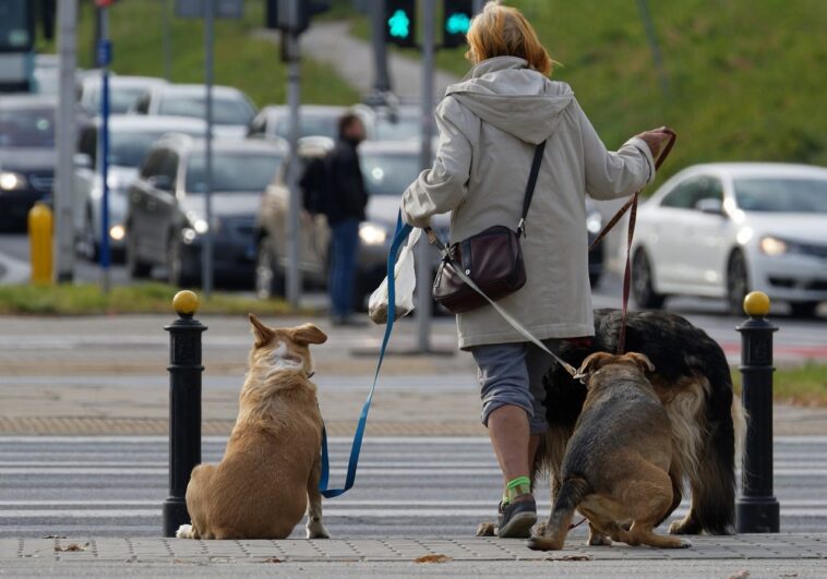 Comment fonctionne le test ADN des excréments de chiens pour sanctionner les propriétaires qui ne les ramassent pas 1 Come funziona il test del DNA delle feci dei cani per multare i padroni che non le raccolgono