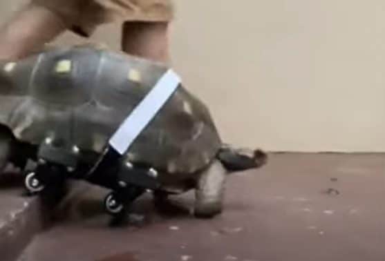 La tortue Filò, 25 ans, retrouve la capacité de marcher grâce à une prothèse imprimée en 3D 1 La tartaruga Filò, 25 anni, torna a camminare grazie a una protesi stampata in 3D