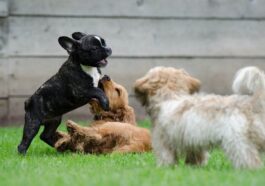 Quali sono i cani che vivono di più: studio fa luce sulle caratteristiche che aumentano la longevità