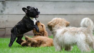Quels sont les chiens qui vivent le plus longtemps étude met en lumière les caractéristiques qui augmentent la longévité 18 Quali sono i cani che vivono di più: studio fa luce sulle caratteristiche che aumentano la longevità