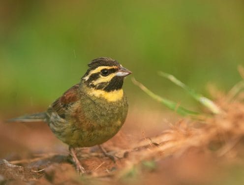 Il y a des oiseaux chanteurs capables d'apprendre de nouveaux sons pour se sauver de l'extinction : la recherche 1 Ci sono uccelli canori capaci di imparare nuovi suoni per salvarsi dall’estinzione: la ricerca