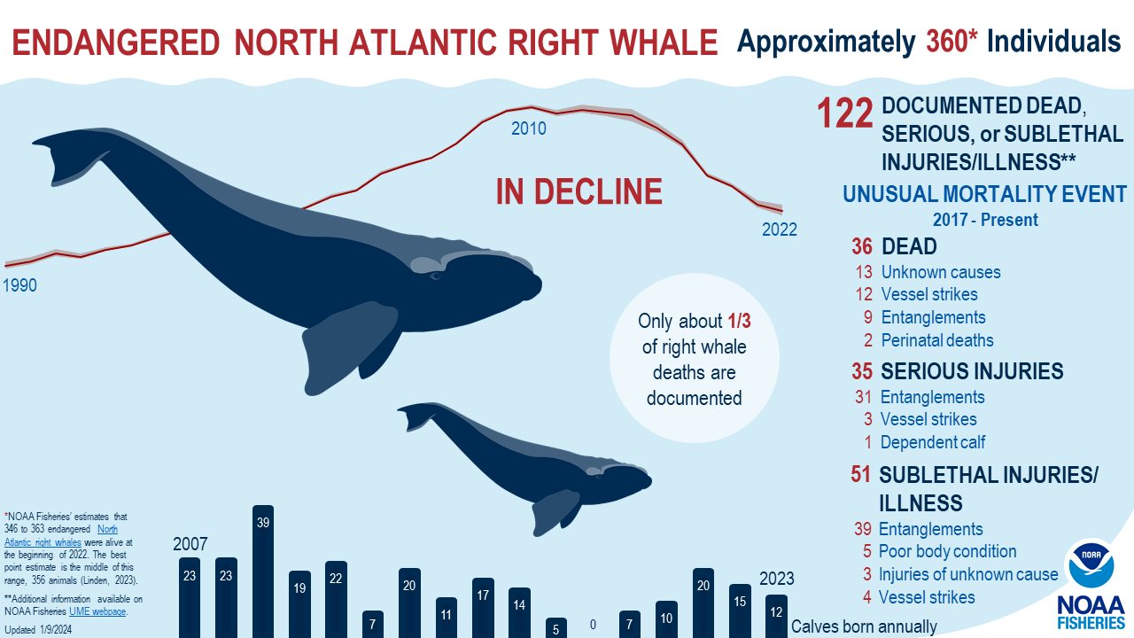 Rarissime baleine franche nord-atlantique trouvée morte avec une corde enroulée autour de la queue 4 L'anomala mortalità nelle balene franche nordatlantiche dal 2017. Credit: NOAA