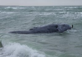Rarissima balena franca nordatlantica trovata morta con una corda attorcigliata alla coda