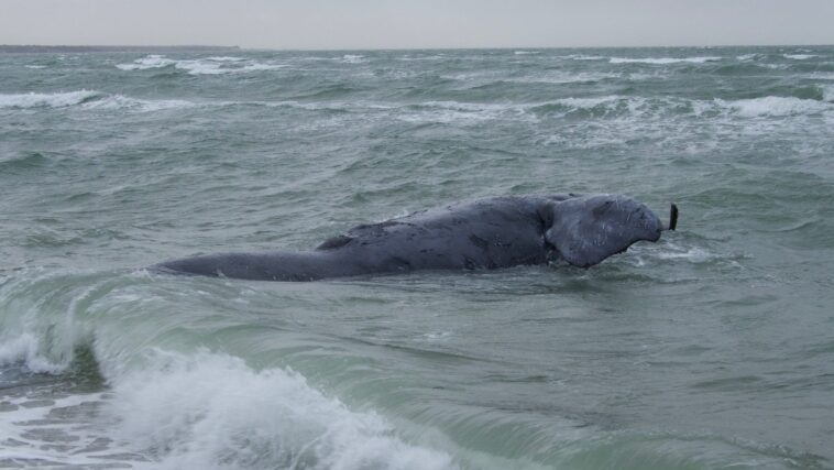 Rarissime baleine franche nord-atlantique trouvée morte avec une corde enroulée autour de la queue 1 Rarissima balena franca nordatlantica trovata morta con una corda attorcigliata alla coda