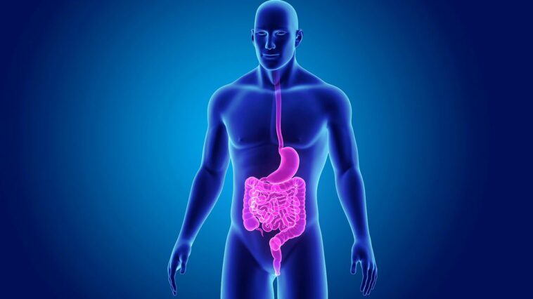 "C'est une folie" : une nouvelle classe de vie a été découverte dans le système digestif humain 1 “É uma loucura”: foi encontrada uma nova classe de vida no sistema digestivo humano