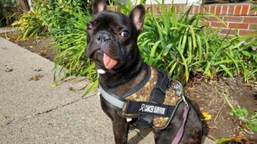 La mandibule de Tyson repousse après l'ablation pour le cancer : premier cas chez un chien "qui fait l'histoire" 9 La mandibola di Tyson ricresce dopo la rimozione per cancro: primo caso in un cane “che fa la storia”