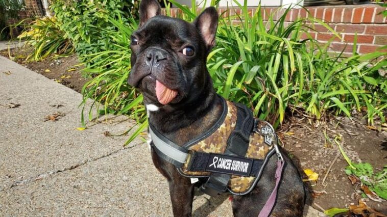La mandibule de Tyson repousse après l'ablation pour le cancer : premier cas chez un chien "qui fait l'histoire" 1 La mandibola di Tyson ricresce dopo la rimozione per cancro: primo caso in un cane “che fa la storia”