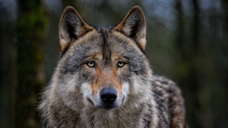 Les loups mutants de Tchernobyl ont développé une capacité contre le cancer 1 I lupi mutanti di Chernobyl hanno sviluppato capacità contro il cancro