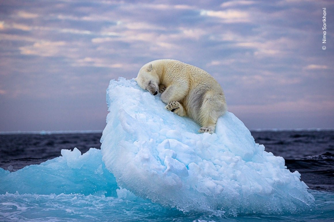 La photo émouvante de l'ours polaire bercé par un iceberg est le symbole de la domination humaine sur la planète 3 Crédit : Nima Sarikhani / People's Choice Award di Wildlife Photographer of the Year