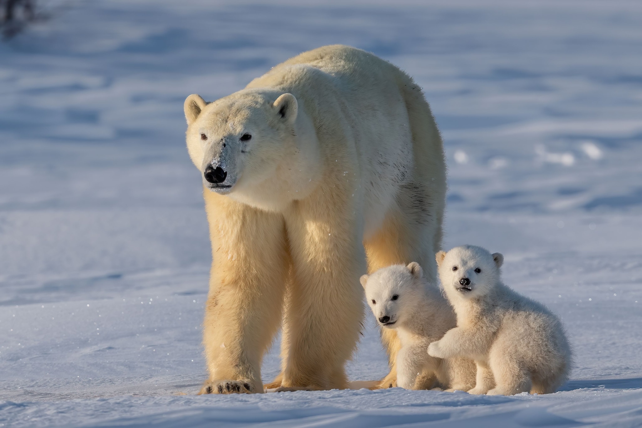 Aujourd'hui c'est la Journée internationale de l'Ours polaire, le roi d'un monde qui meurt à cause de nous 4 Image