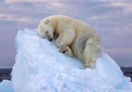 La photo émouvante de l'ours polaire bercé par un iceberg est le symbole de la domination humaine sur la planète 53 La commovente foto dell’orso polare cullato da un iceberg è il simbolo del dominio umano sul pianeta