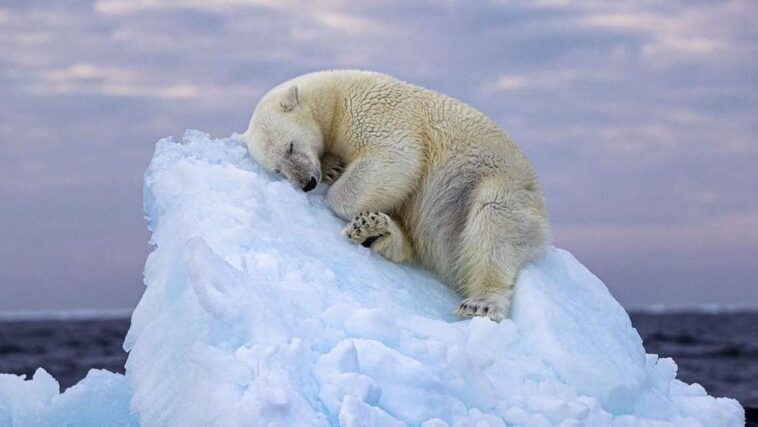 La photo émouvante de l'ours polaire bercé par un iceberg est le symbole de la domination humaine sur la planète 1 La commovente foto dell’orso polare cullato da un iceberg è il simbolo del dominio umano sul pianeta
