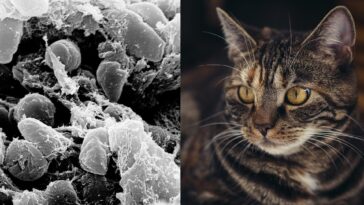 Cas de peste bubonique aux États-Unis : "Homme probablement infecté par son chat" 28 Caso di peste bubbonica negli USA: “Uomo probabilmente infettato dal suo gatto”