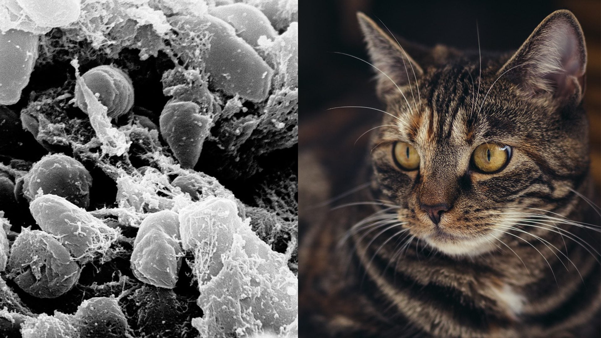 Cas de peste bubonique aux États-Unis : "Homme probablement infecté par son chat" 8 Caso di peste bubbonica negli USA: “Uomo probabilmente infettato dal suo gatto”