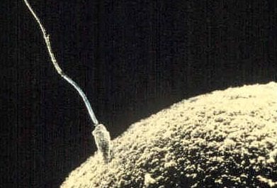 Comment les PFAS détruisent la fertilité : le mécanisme révélé par une étude italienne 3 Image