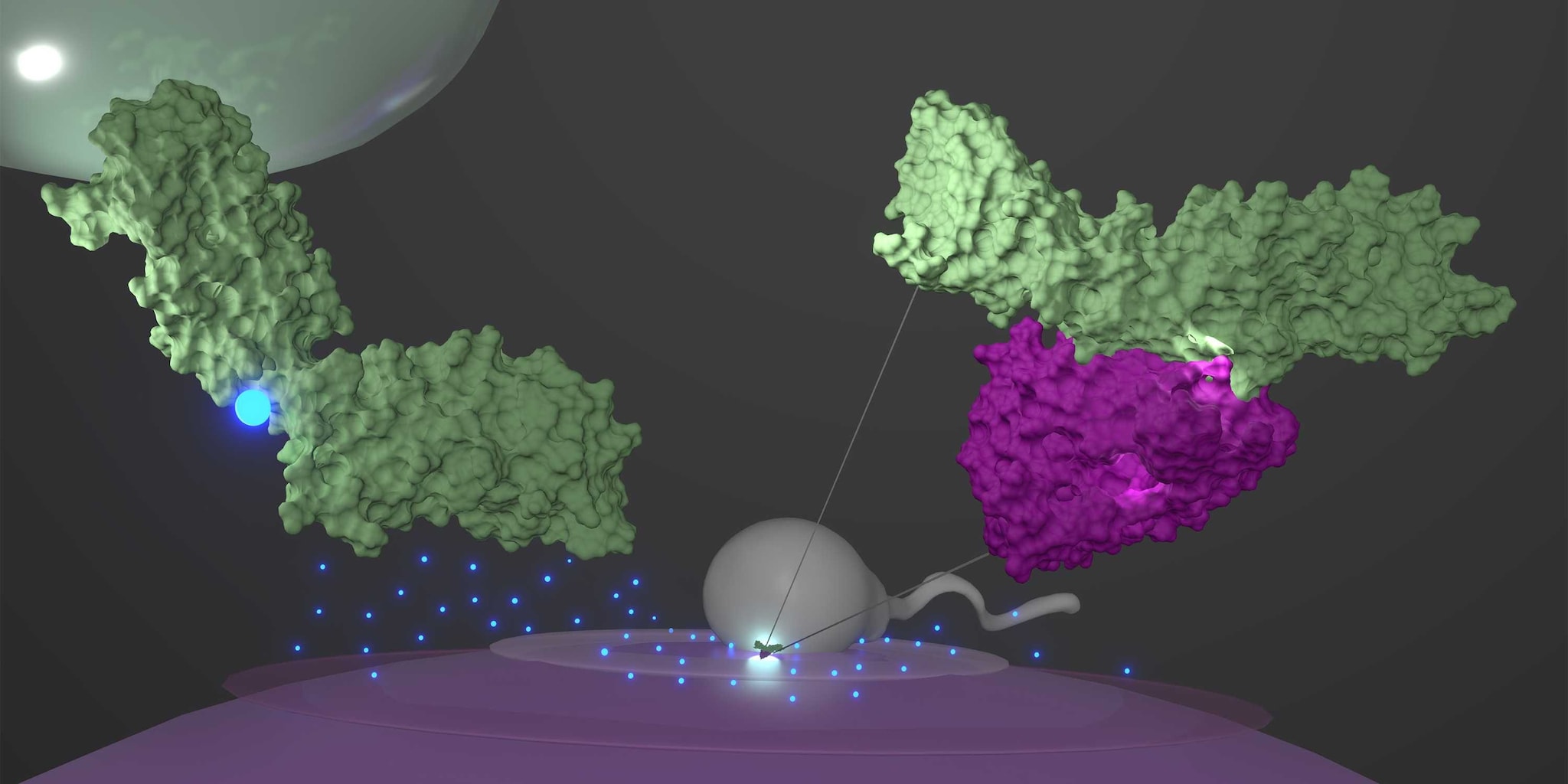 Que se passe-t-il lorsque les spermatozoïdes et l'ovule se rencontrent : les scientifiques révèlent le mystère de la vie 3 Crédit : Paulina Pacak / ETH Zurich
