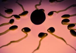 Que se passe-t-il lorsque les spermatozoïdes et l'ovule se rencontrent : les scientifiques révèlent le mystère de la vie 1 Cosa succede quando spermatozoi e uovo si incontrano: scienziati svelano il mistero della vita