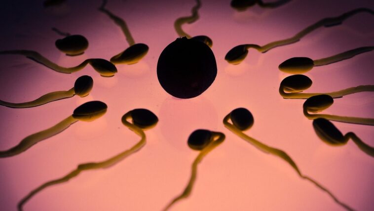 Que se passe-t-il lorsque les spermatozoïdes et l'ovule se rencontrent : les scientifiques révèlent le mystère de la vie 1 Cosa succede quando spermatozoi e uovo si incontrano: scienziati svelano il mistero della vita