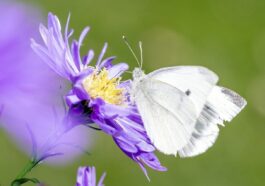 L’aria inquinata sta cancellando il profumo dei fiori, l’allarme degli scienziati