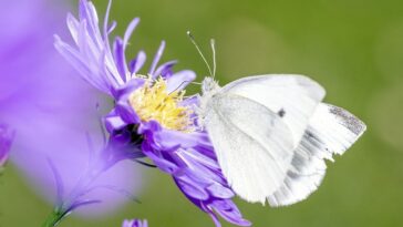 L'air pollué efface le parfum des fleurs, l'alerte des scientifiques 24 L’aria inquinata sta cancellando il profumo dei fiori, l’allarme degli scienziati
