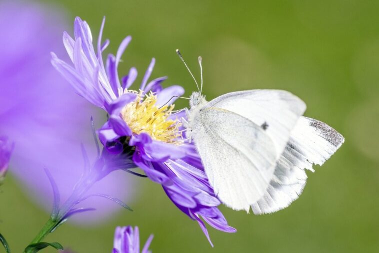 L'air pollué efface le parfum des fleurs, l'alerte des scientifiques 1 L’aria inquinata sta cancellando il profumo dei fiori, l’allarme degli scienziati