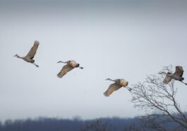Tutte queste specie migratorie sono rischio estinzione: la colpa è dell’uomo