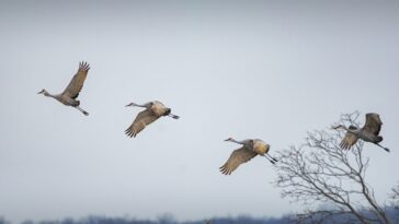 Toutes ces espèces migratoires sont en voie d'extinction : la faute de l'homme 23 Tutte queste specie migratorie sono rischio estinzione: la colpa è dell’uomo