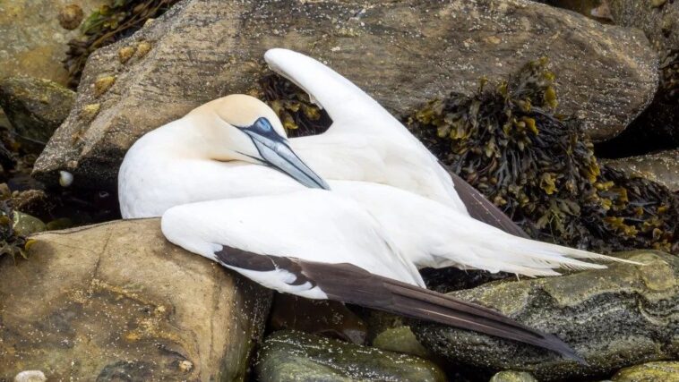 La grippe aviaire ravage les oiseaux marins, passage par dizaines de milliers au Royaume-Unis : colonies anéanties 1 L’influenza aviaria fa strage di uccelli marini, morti a decine di migliaia in UK: colonie sterminate
