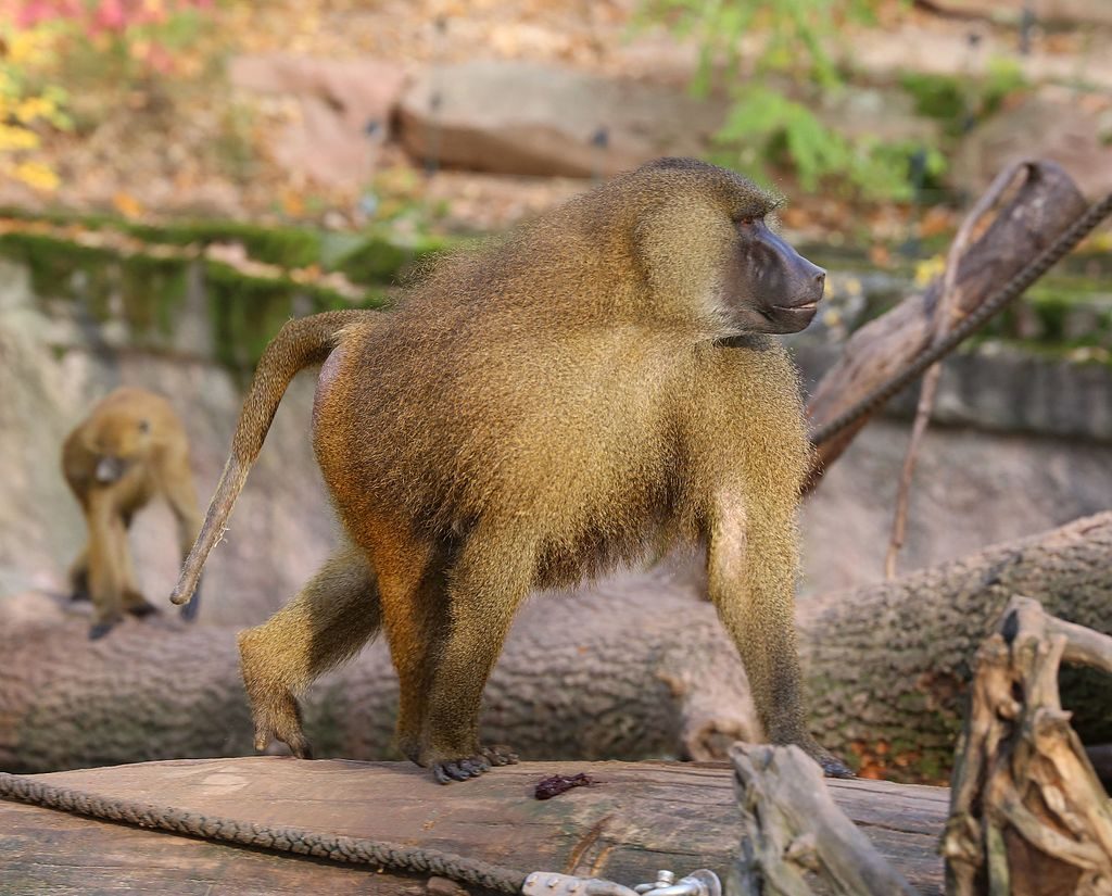 Un zoo allemand veut tuer une partie de ses babouins : "Solution raisonnable" 4 Immagine