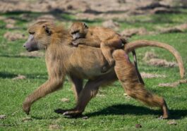 Uno zoo tedesco vuole uccidere una parte dei suoi babbuini: “Soluzione ragionevole”