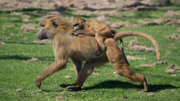Un zoo allemand veut tuer une partie de ses babouins : "Solution raisonnable" 20 Uno zoo tedesco vuole uccidere una parte dei suoi babbuini: “Soluzione ragionevole”