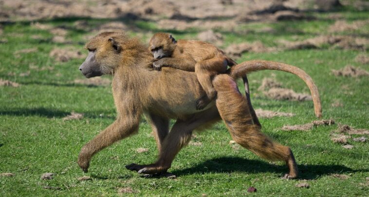 Un zoo allemand veut tuer une partie de ses babouins : "Solution raisonnable" 1 Uno zoo tedesco vuole uccidere una parte dei suoi babbuini: “Soluzione ragionevole”