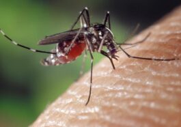 Cos’è la febbre Dengue: sintomi e cura della malattia trasmessa dalle zanzare