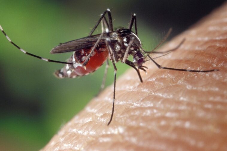 Qu'est-ce que la fièvre Dengue : symptômes et traitement de la maladie transmise par les moustiques 1 Cos’è la febbre Dengue: sintomi e cura della malattia trasmessa dalle zanzare