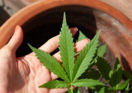 Melanoma, olio di cannabis uccide le cellule del tumore della pelle in test di laboratorio